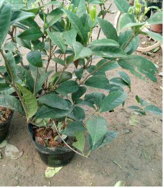 桂花新品紫云紫色正宗树苗盆栽当年开花花苗时令草本花卉