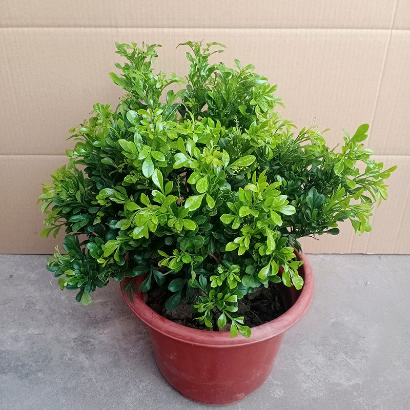 米兰香水盆栽客厅室外浓香香型花卉大棵老桩时令草本花卉