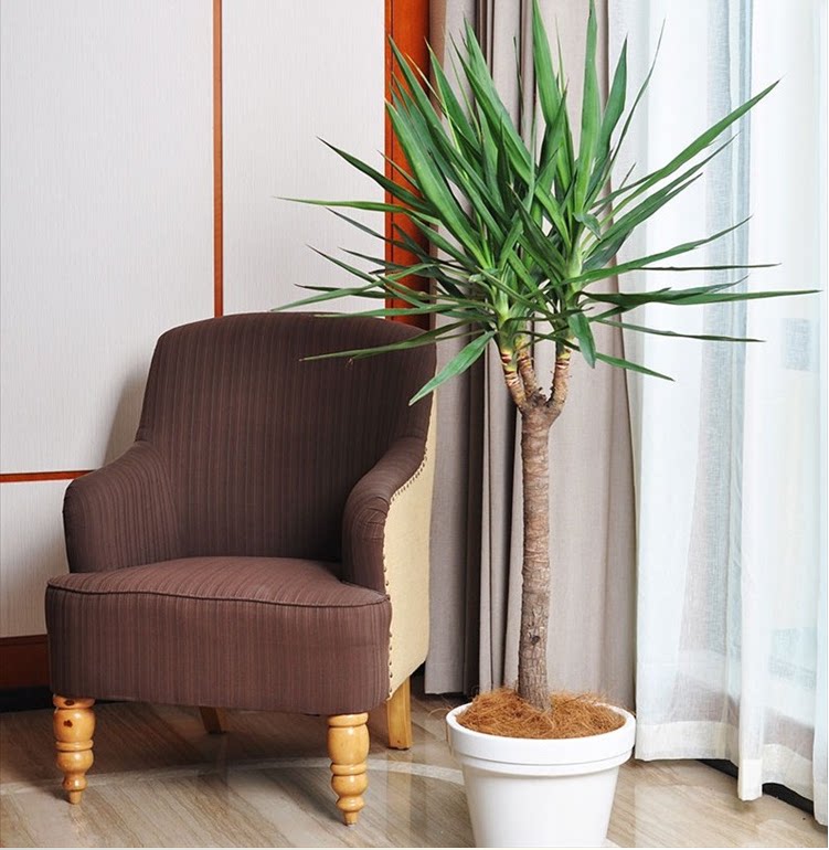 丝兰荷兰植物室内客厅大型盆栽巨丝象脚无刺大型绿植