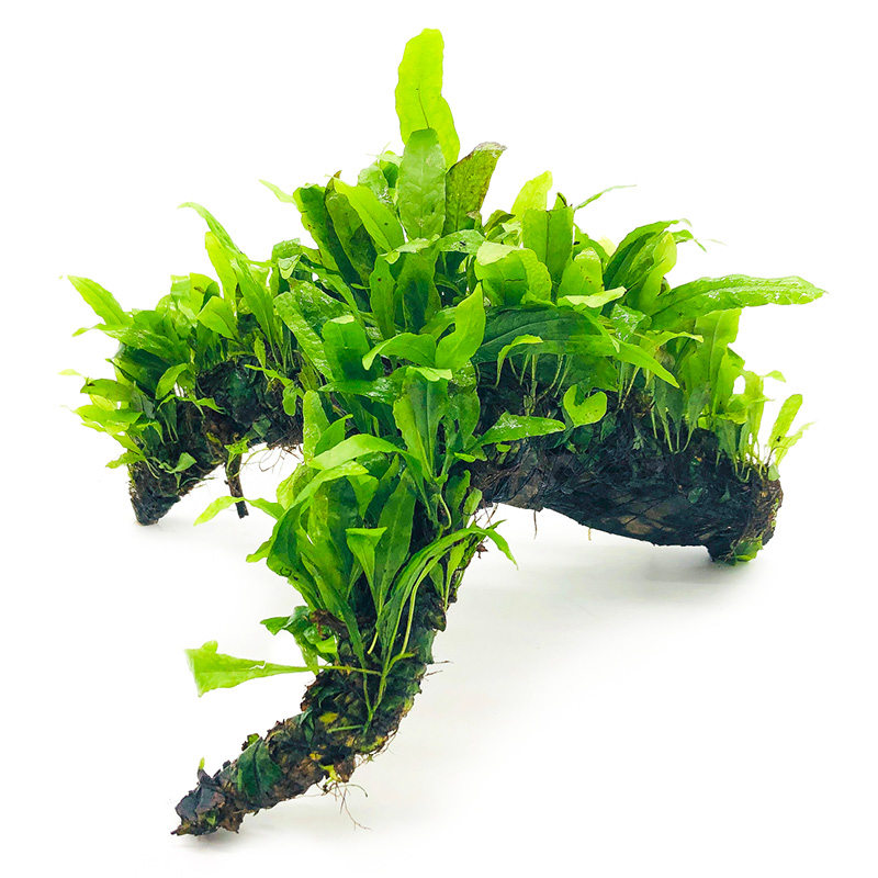 鱼缸水草活体植物水榕沉木爬地珍珠懒人真草水草