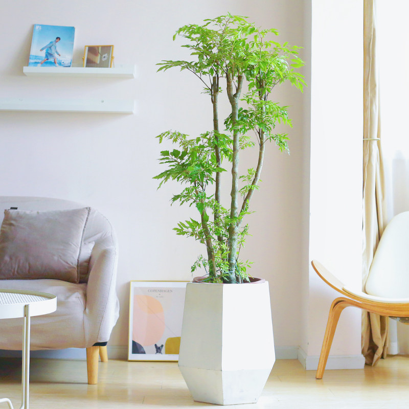 羽叶福禄大型盆栽植物四季常青室内办公室客厅绿植