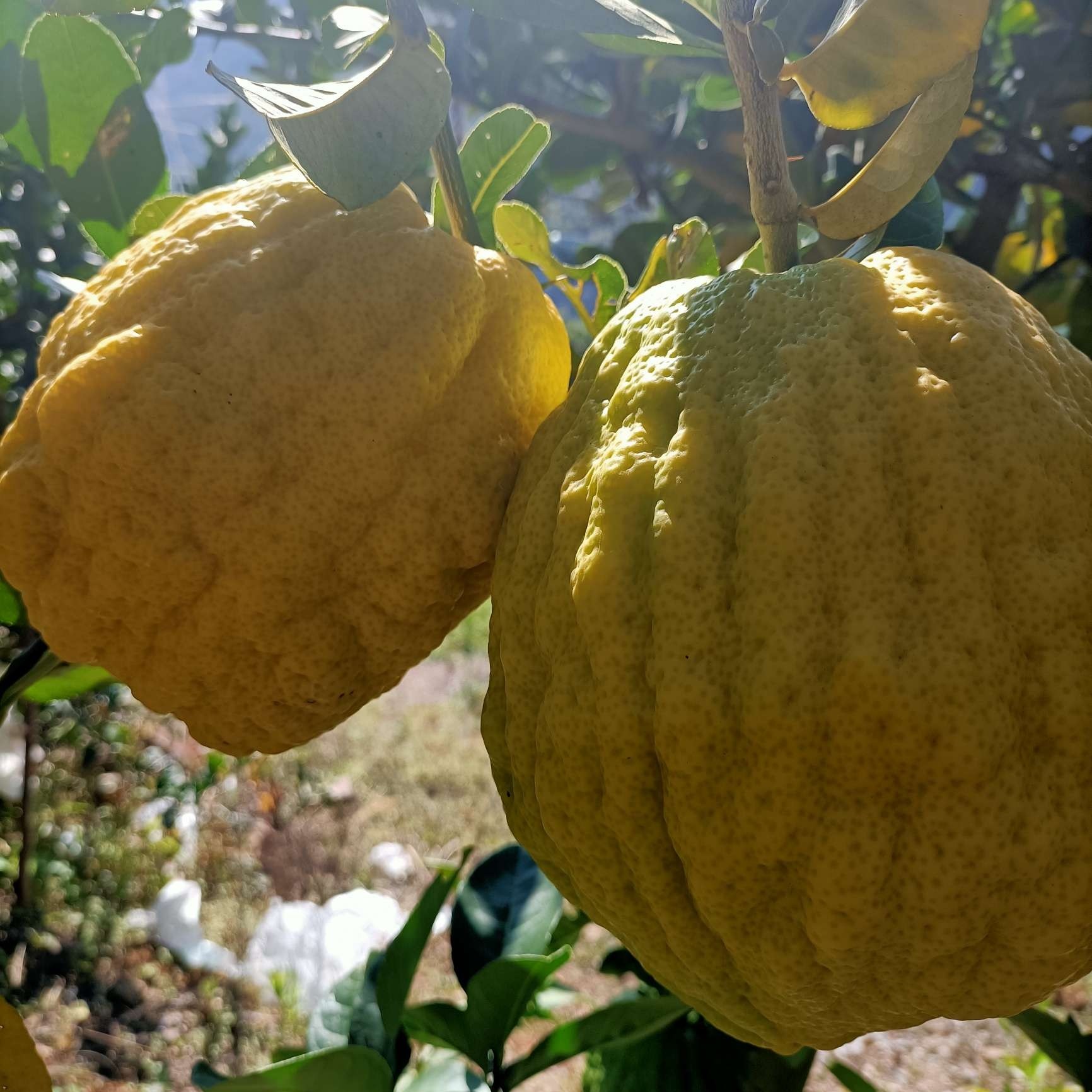 云南大理新鲜水果农家家特产自种香橼果现摘佛手果