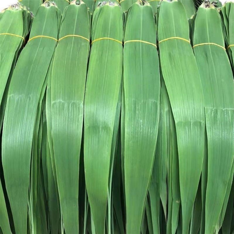 粽子农家包粽子当天200片免邮野生纯天然粽叶新鲜其它干货