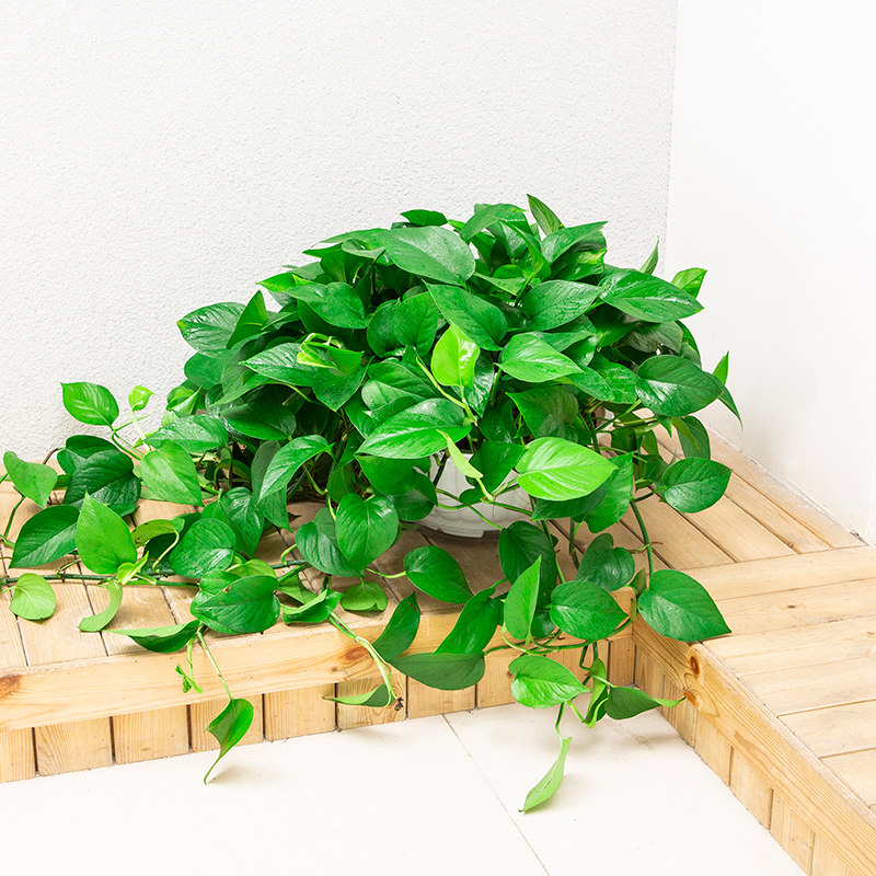 大叶长藤绿萝盆栽垂吊植物客厅新房吊兰室内绿植