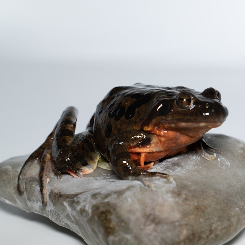 小邱东北鲜活林蛙活体蛤蟆新出河豹子16只一斤其它雪蛤制品