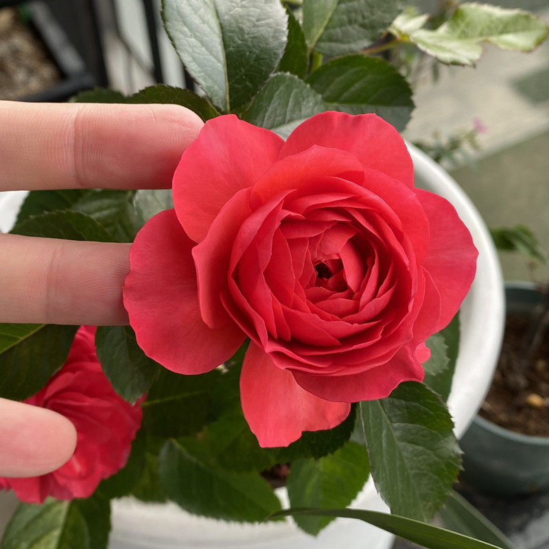 阳台月季香奈儿灌木红色果汁玫瑰玫瑰花花苗花苞时令草本花卉