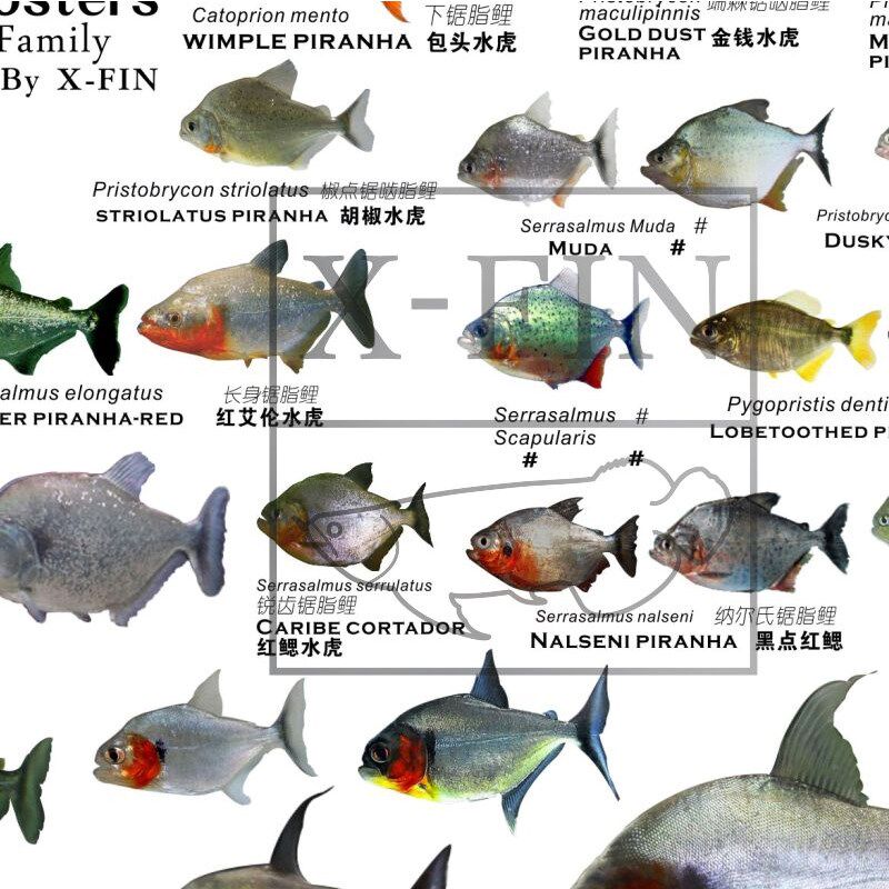 海报食人人鱼极鱼鱼水全系列水虎鱼巨黄属虚骨龙造景