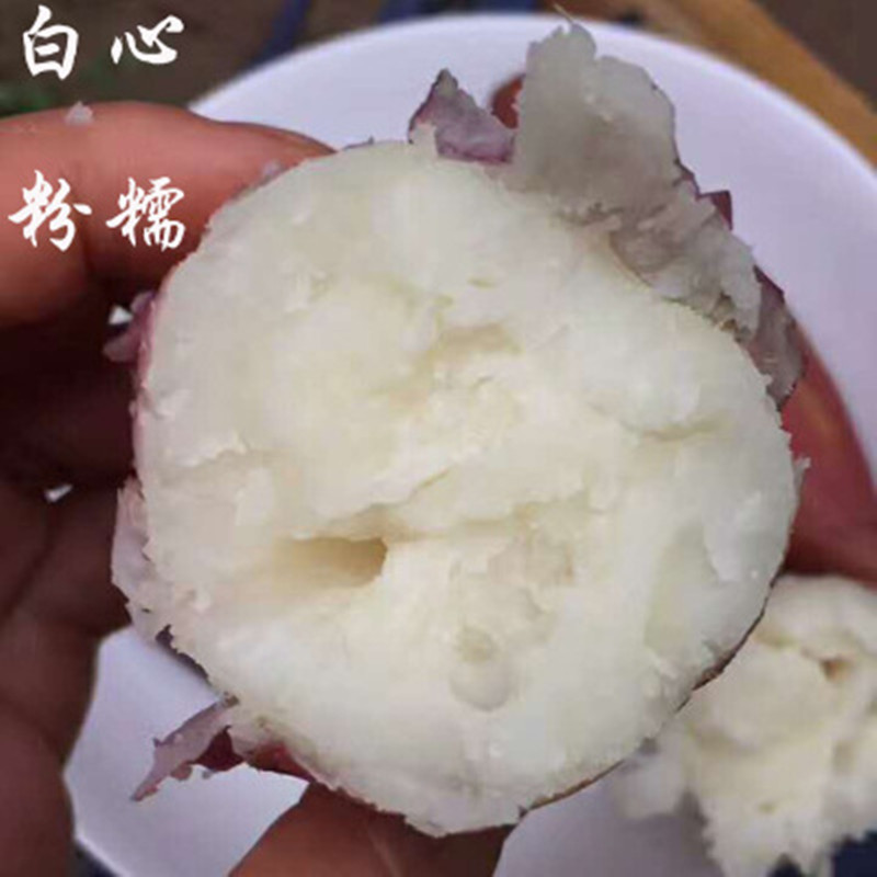新鲜白蜜薯哈密农家冰糖地瓜芋头白心蜜番薯原生态番薯