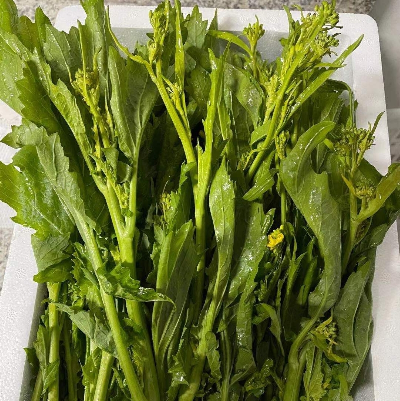 贵州新鲜青菜菜苔野菜荠菜蔬菜农家自种现摘荠菜