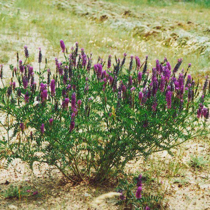 沙打种子多年生牧草四季果园绿肥防沙固土护坡家庭园艺种子