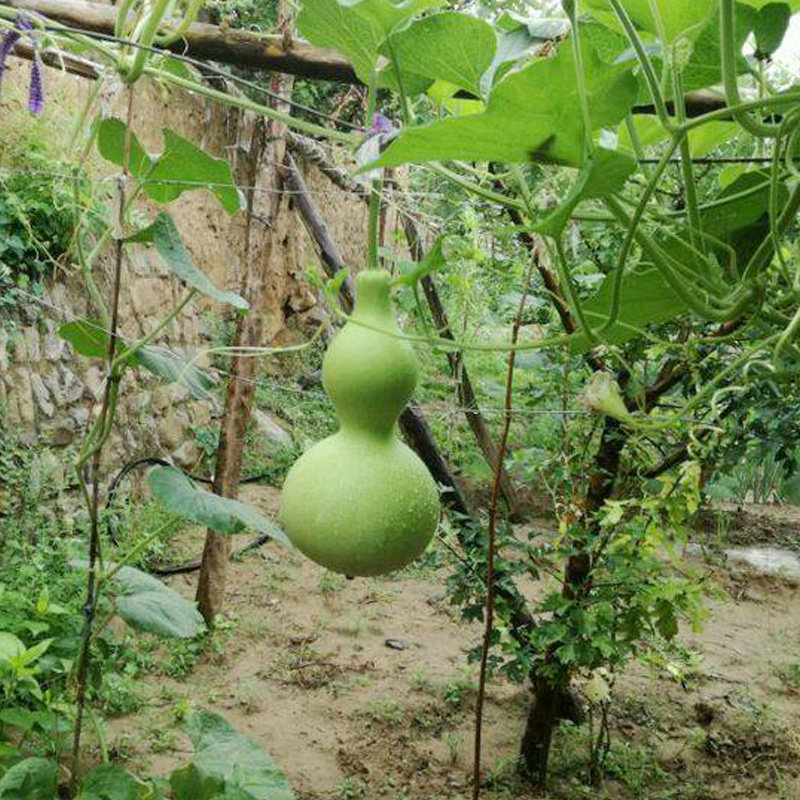 葫芦种子室外大酒文玩爬滕植物庭院阳台盆栽家庭园艺种子