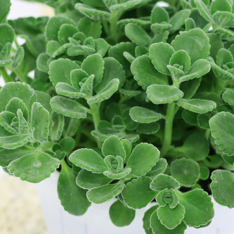 碰碰盆栽室内好养一抹抹香驱蚊植物桌面窗台绿植