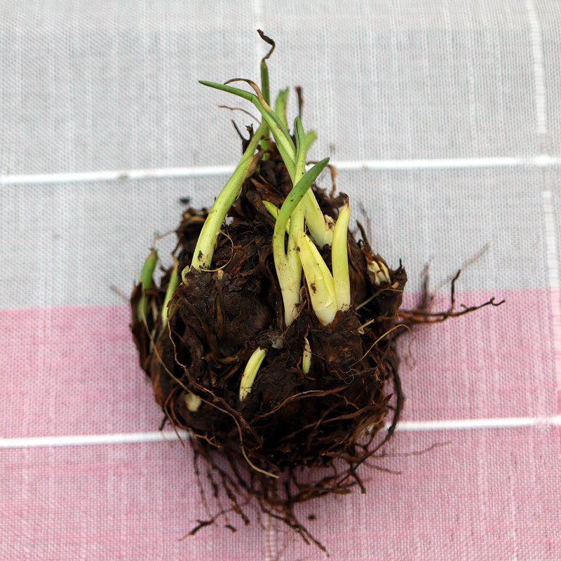 晚香玉种球大小团花苗夜来香月下茉莉盆栽四季家庭园艺种子