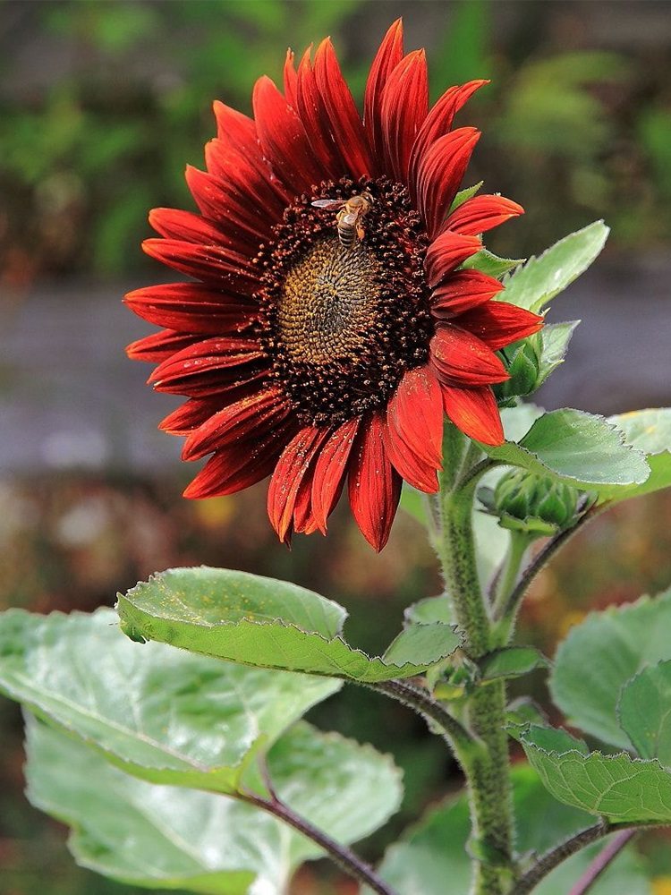 鸿运向日葵种子红色葵花籽春播矮生切花文森特泰迪熊观赏阳台盆栽