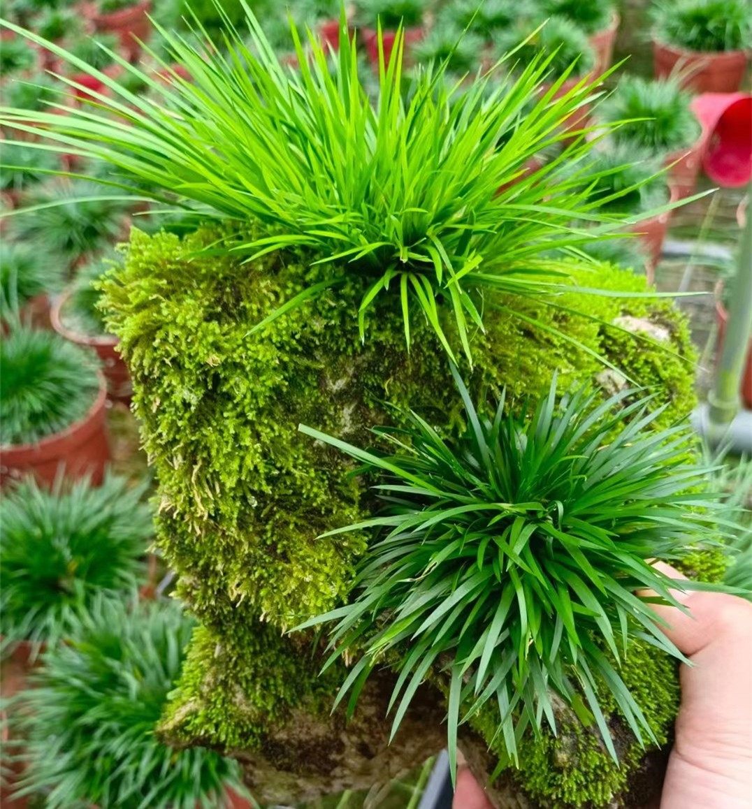 室内贵船苔金钱黄金极姬天鹅绒蝉小川龙根微型菖蒲草植物盆景清仓