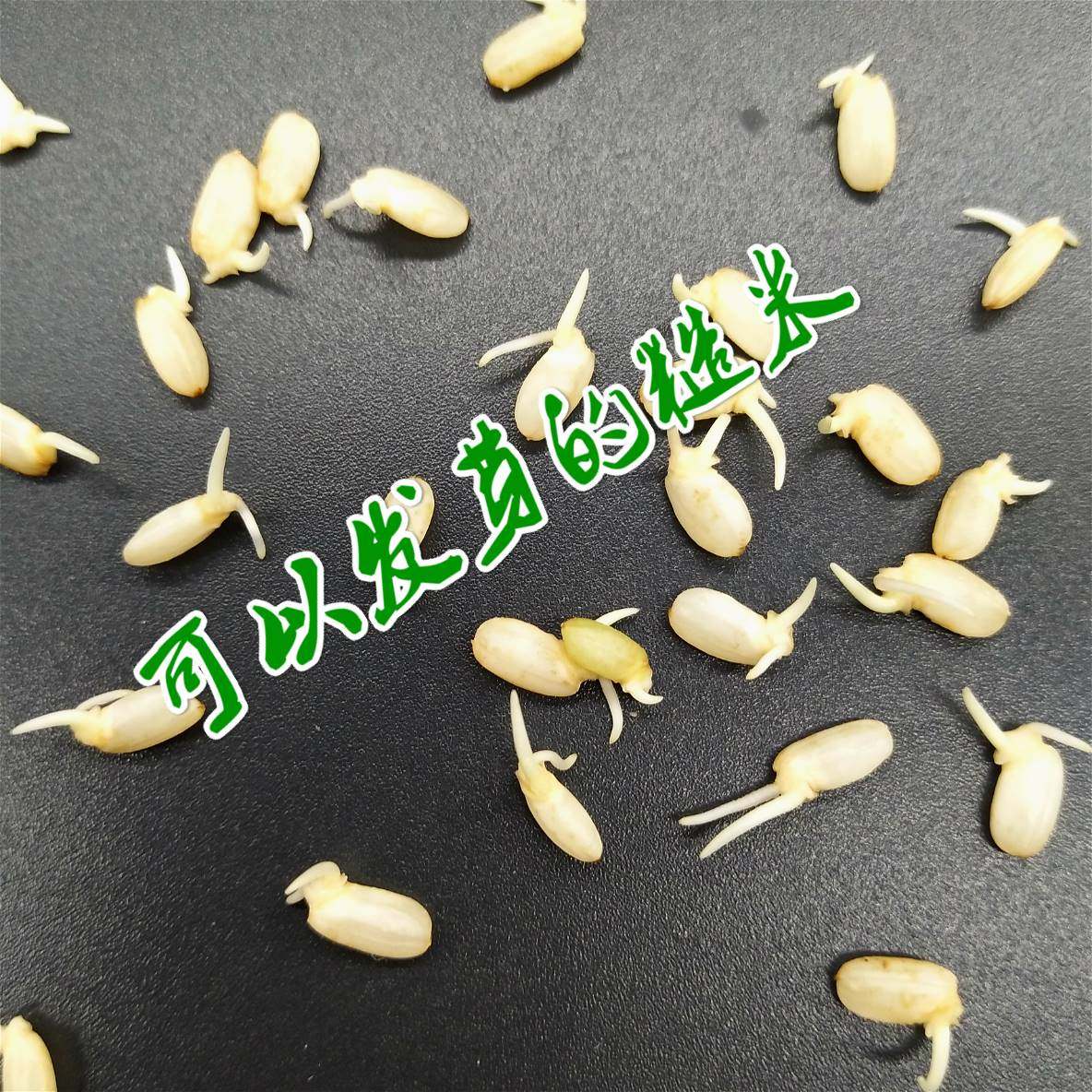 糙米农家苏北粗粮胚芽泗洪大米粳米发芽散装糙米