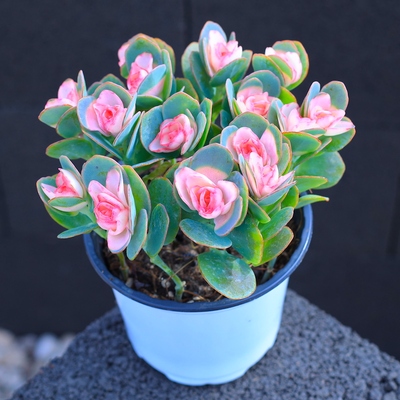 贝壳锦多肉植物白姬之舞花卉盆栽含花盆栽好成品桌面组合云南直发售价