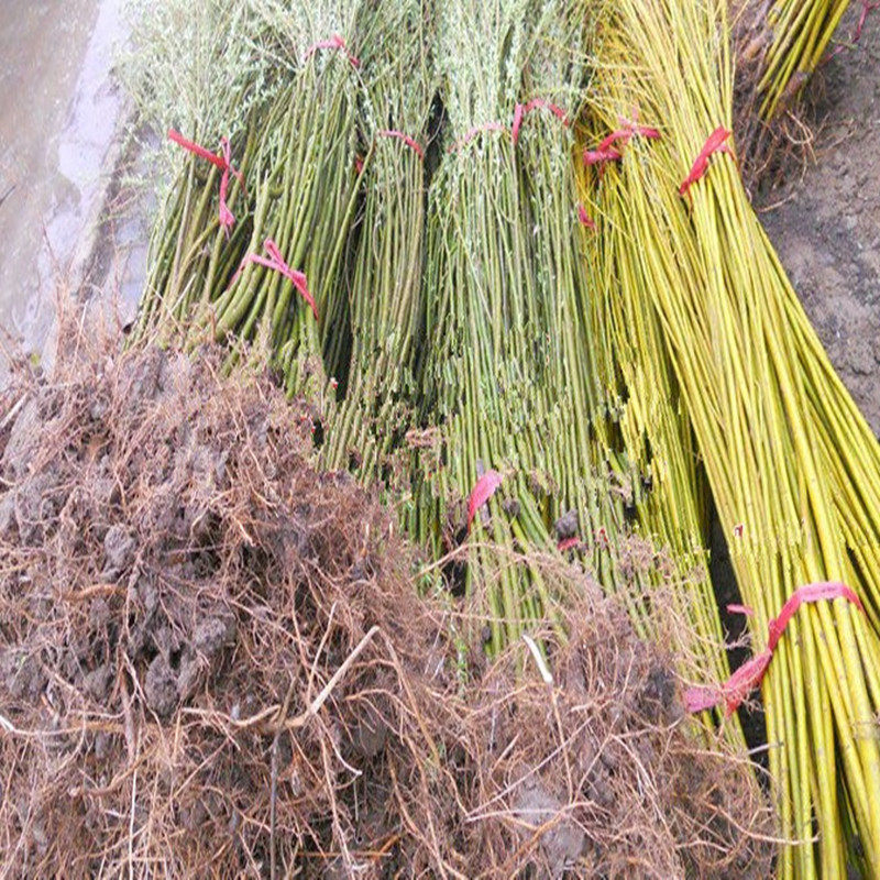 新鲜杨柳枝垂柳柳枝枝条柳树树干绿植植苗树枝行道树