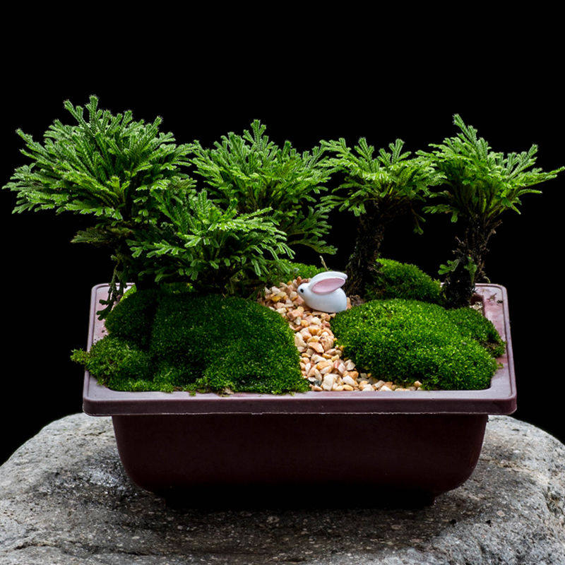 盆栽柏树桌面卷柏还魂九死盆景室内茶桌小盆花卉