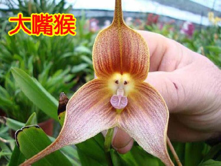 耐寒猴面兰花 精品猴面小龙兰 猴兰花 猴脸兰花盆栽奇