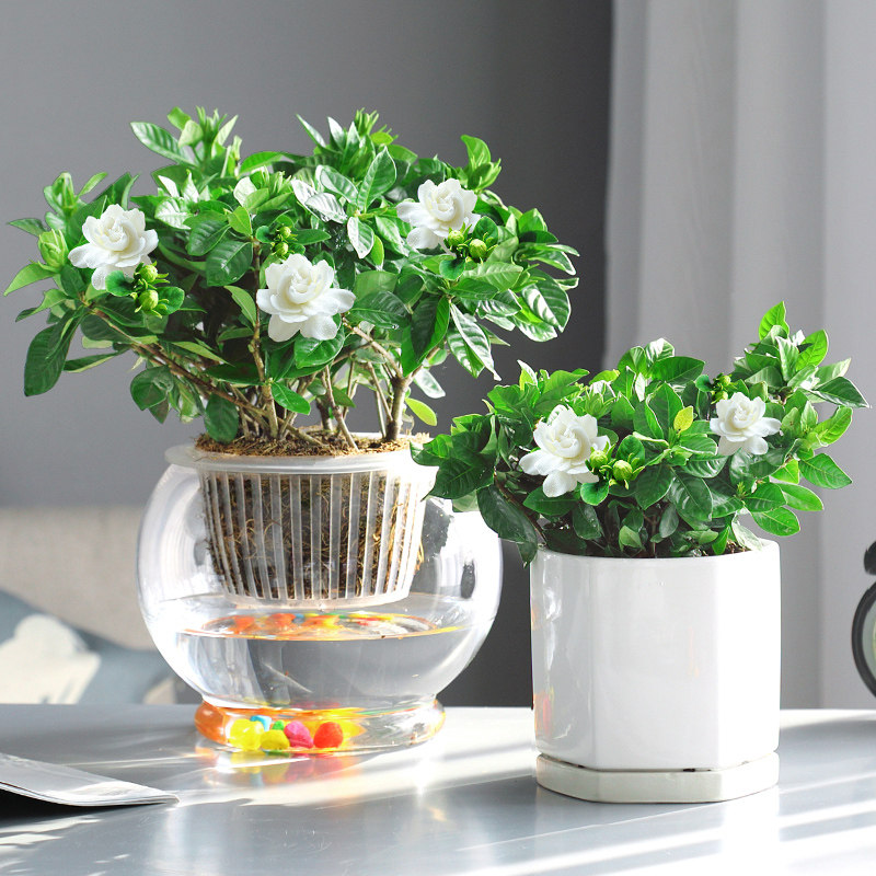 栀子花水培盆栽植物室内花卉四季开花枝枝大叶时令草本花卉