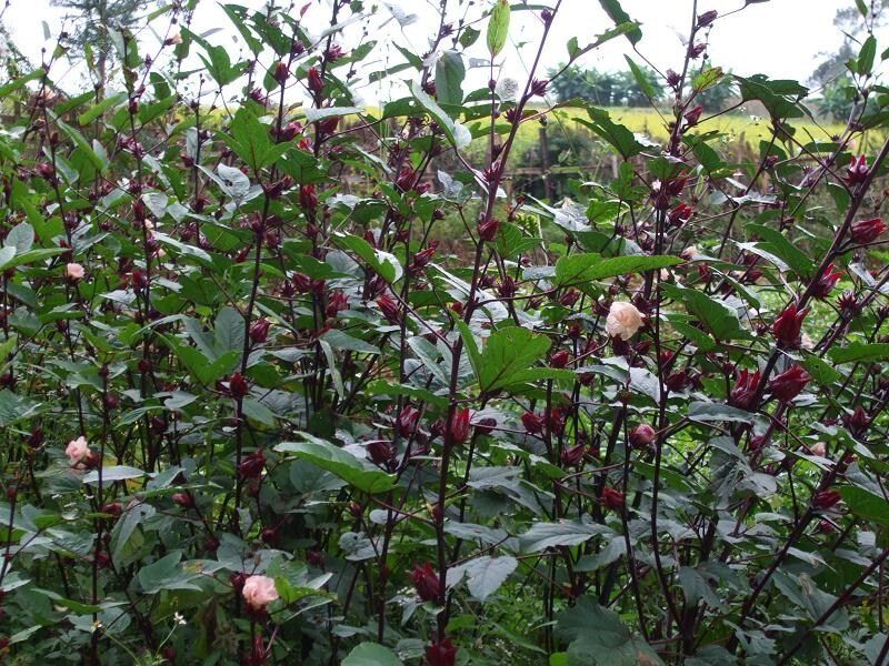 玫瑰茄苗洛神花苗盆栽地栽庭院阳台花卉绿植绿植