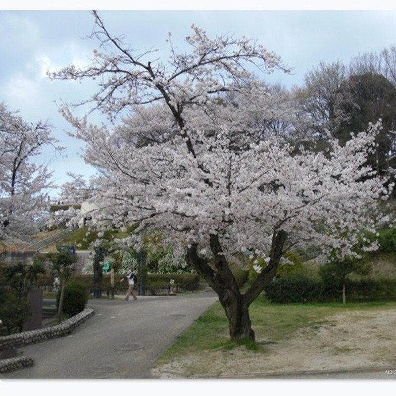 樱花花苗绿化苗木樱花树树苗日本樱花嫁接早樱晚樱行道树