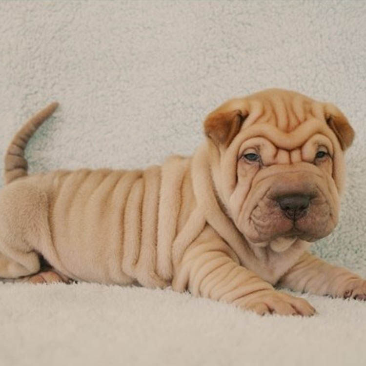 沙皮幼犬活体无偿领养纯种憨厚短腿褶皱宠物狗狗狗