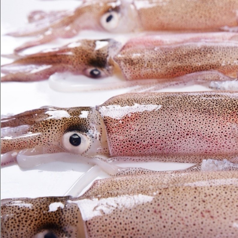 东山小管鱿鱼鲜活野生冷冻灯照活管海新鲜400g冷冻鱿鱼