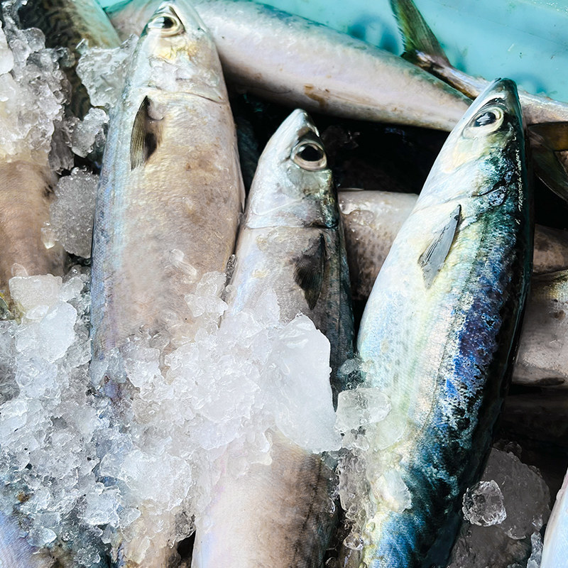 东海海捕青占鱼新鲜船冻青花鲜活冷冻青鱼海鱼其它