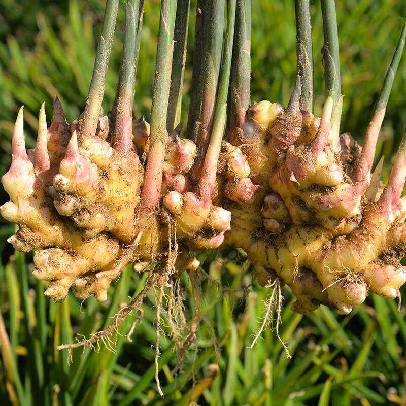 福建村小黄姜生姜辣姜现挖新鲜新老生姜