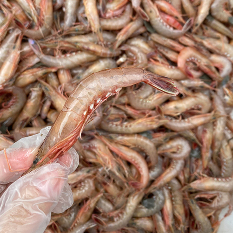 舟山粉壳滑皮虾船冻鲜活皮虾带膏新鲜青壳大虾冰鲜海虾海鲜水产