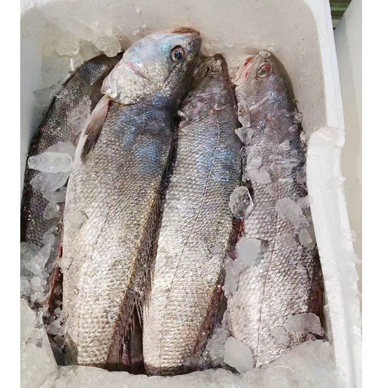 舟山米鱼鲜活新鲜非冷冻深海大鮸鱼海捕海鲜水产1条