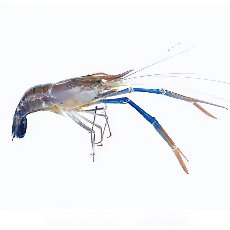 500g北京闪送鲜活罗氏大头虾金钱沼虾活虾淡水活虾