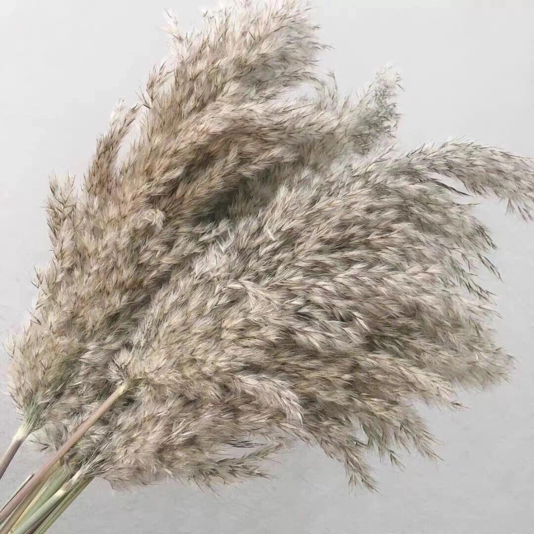 花束天然芦苇干花野生蒲苇家居装饰场景布置拍摄干花