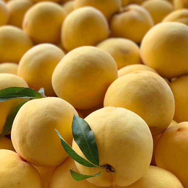 【现货不用等】念山特产,看清楚是【大黄桃】,桃色泽艳丽,山泉水灌溉