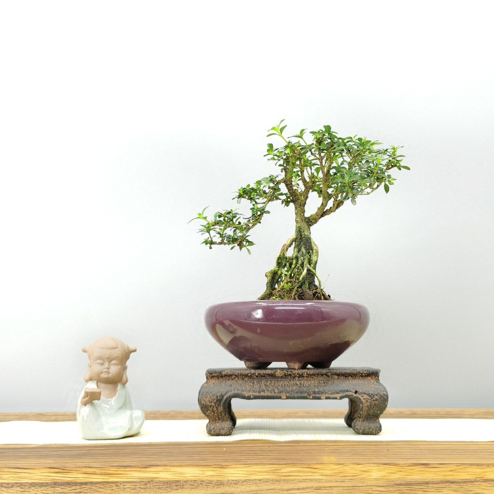 重瓣六月雪悬崖掌上盆景迷你小品绿植盆栽白色绿植