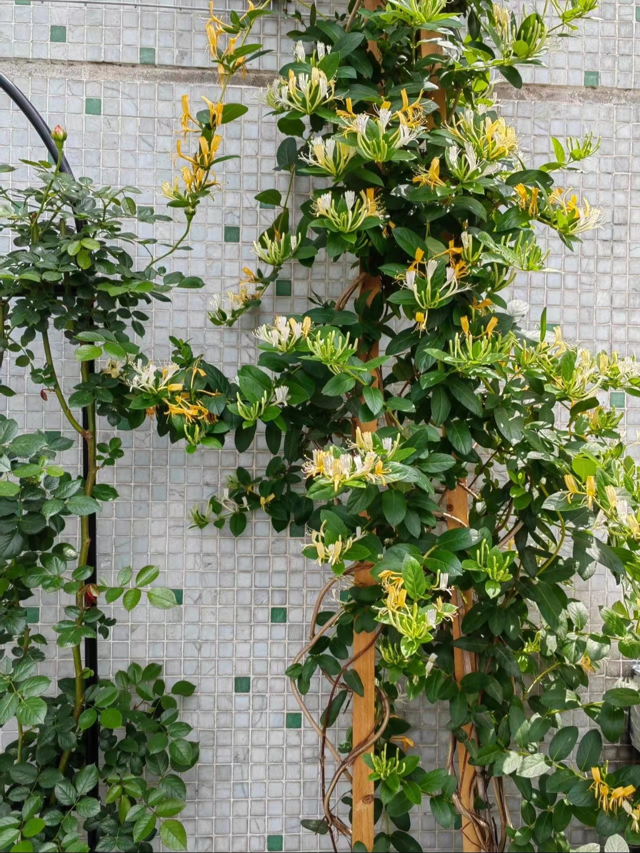 黄白金银花树苗爬藤植物植物药药用阳台庭院盆栽时令草本花卉