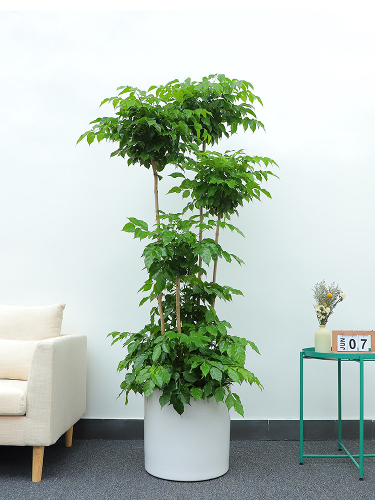 造型幸福树平安树绿宝绿植双层室内客厅大型盆栽大型绿植