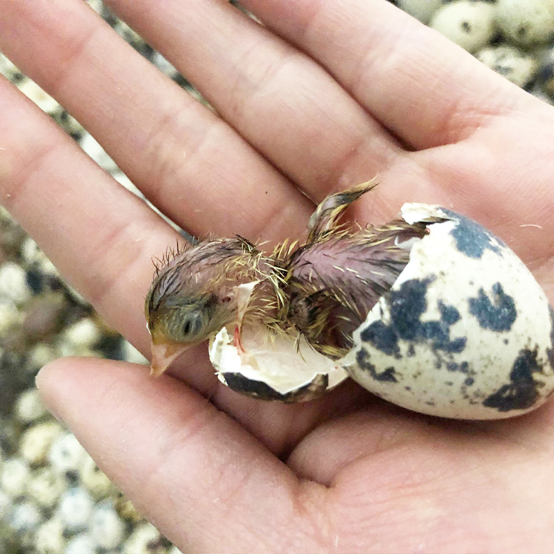 鹌鹑受精种蛋20枚孵化纯种鸟蛋包受精鸽蛋