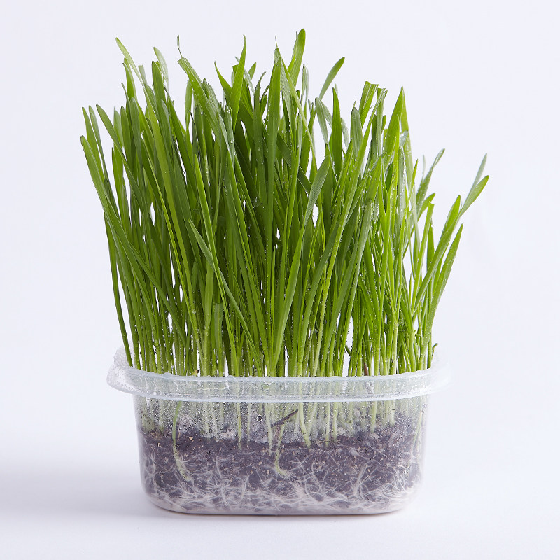 有机种植猫草套装2盒可种16次(热品库)