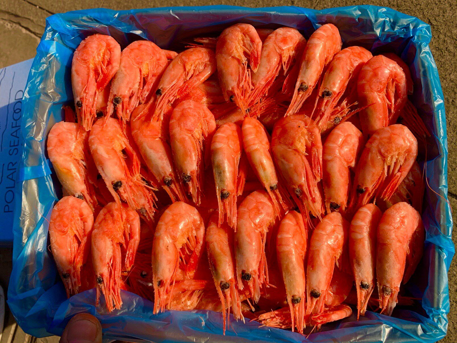 北极熊腹籽甜虾刺身冰虾5斤熟冻籽虾解冻即食手机保护套