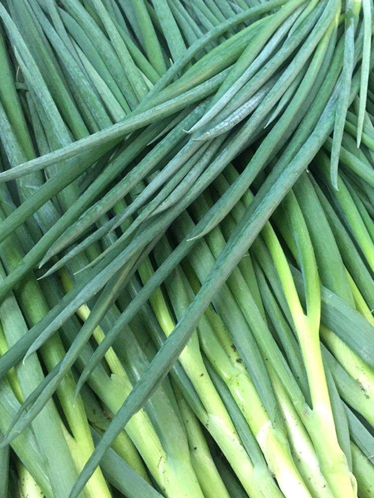 东北新鲜小葱农家蔬菜发芽葱白白露香葱酱菜葱类