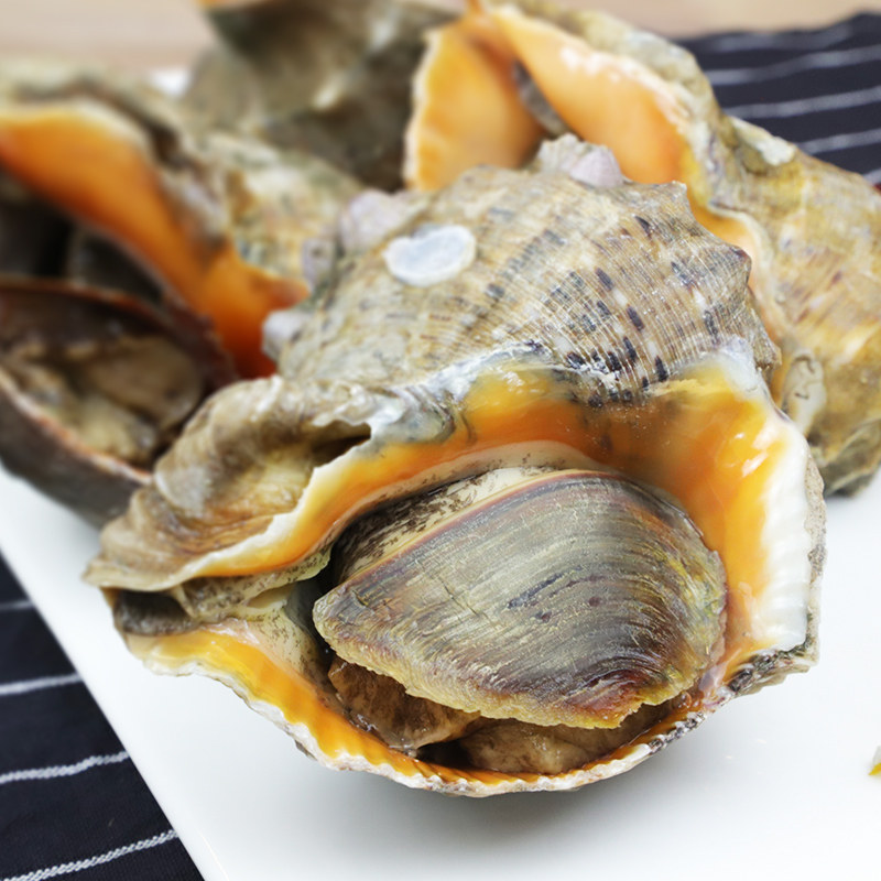 大连特产鲜活大海海螺海鲜水产新鲜贝类海捕红里海螺