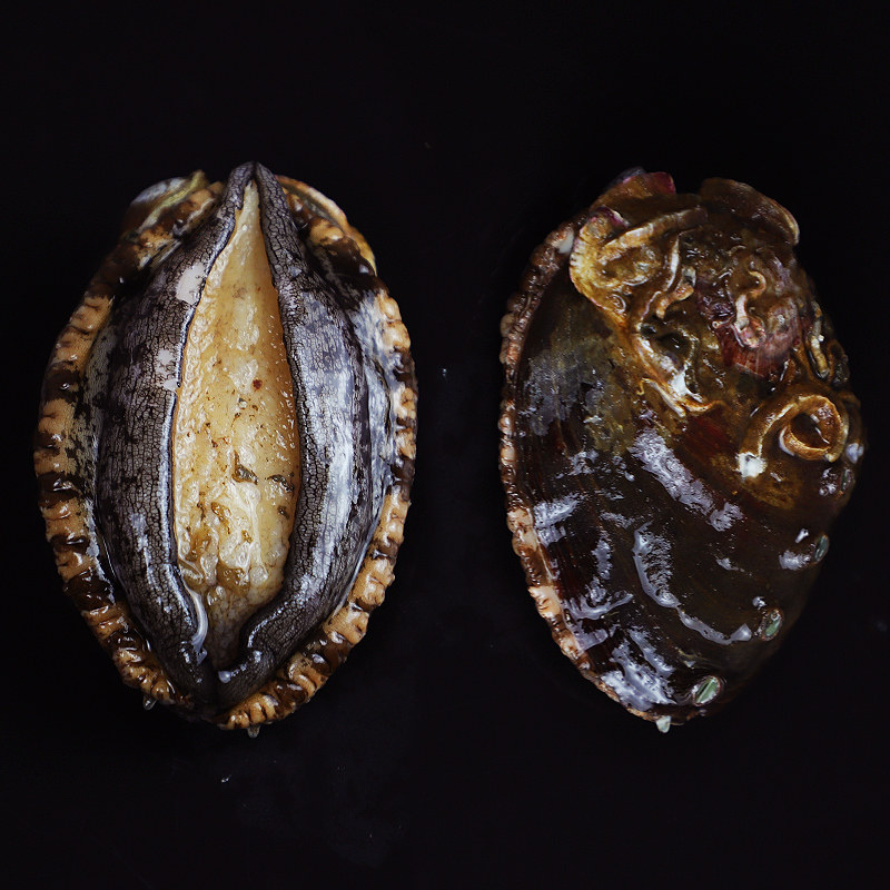 鲍鱼大连小平新鲜海海鲜水产鲜活500g活鲜6头鲍鱼