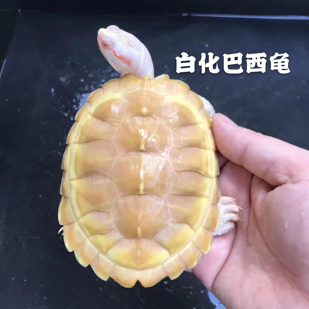 巴西白化变异龟活物焦观赏蛋龟种龟龟