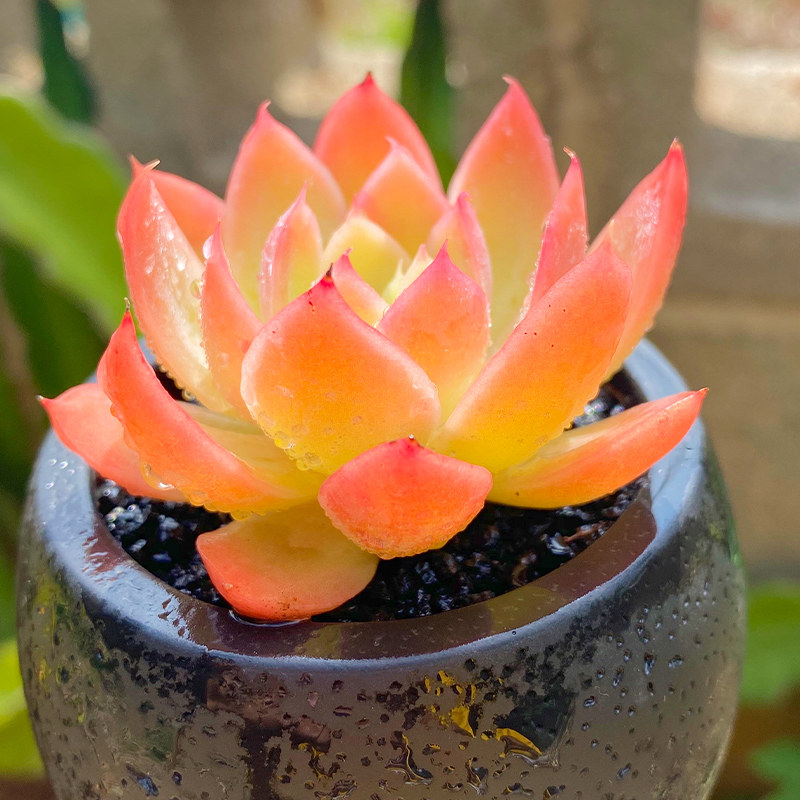 红鹤稀有品种丝绸面纱多肉植物组合盆栽室内多肉植物