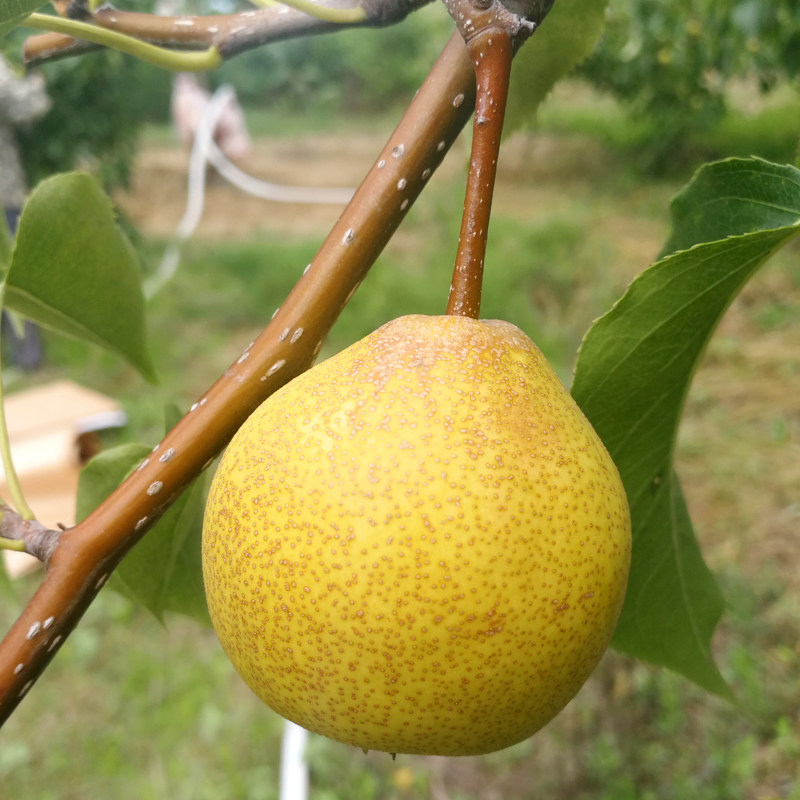 特产东北秋子梨冻葫芦鞍山5斤包邮软梨小酸梨梨