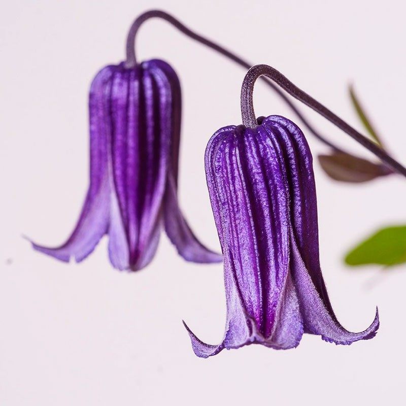 铁线莲紫铃铛如古roguchi皇后之母红如古全缘组