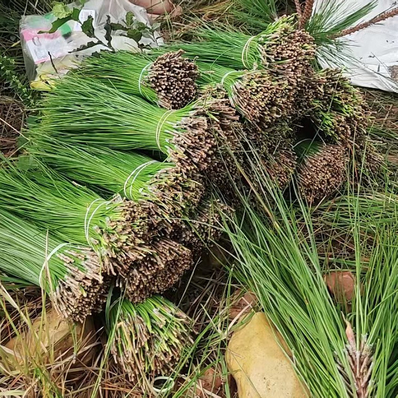 松针云南酵素包子酒蒸粉泡马尾五针野生针叶养生茶